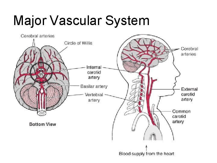Major Vascular System Major Vascular System