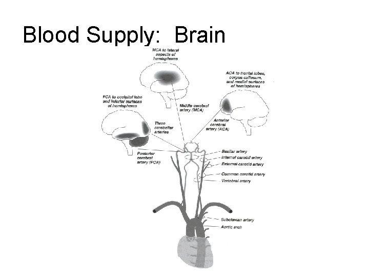 Blood Supply: Brain Blood Supply: Brain