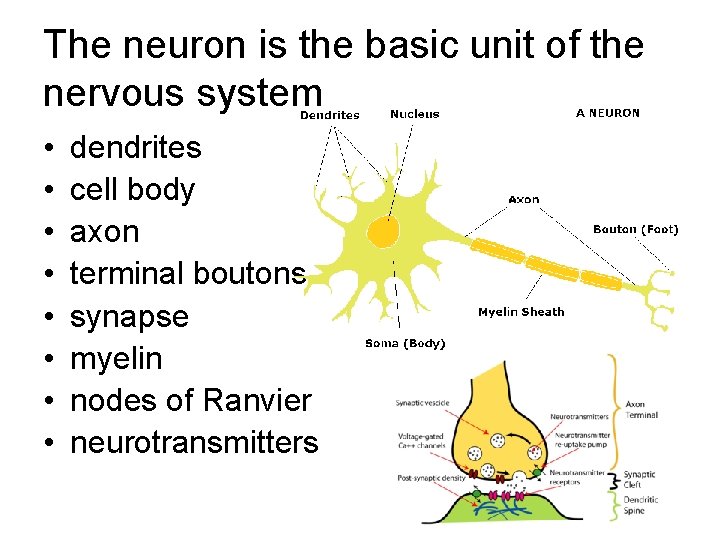 The neuron is the basic unit of the nervous system • • dendrites cell The neuron is the basic unit of the nervous system • • dendrites cell