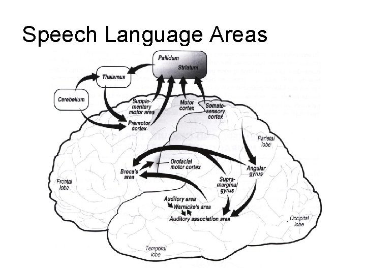 Speech Language Areas Speech Language Areas
