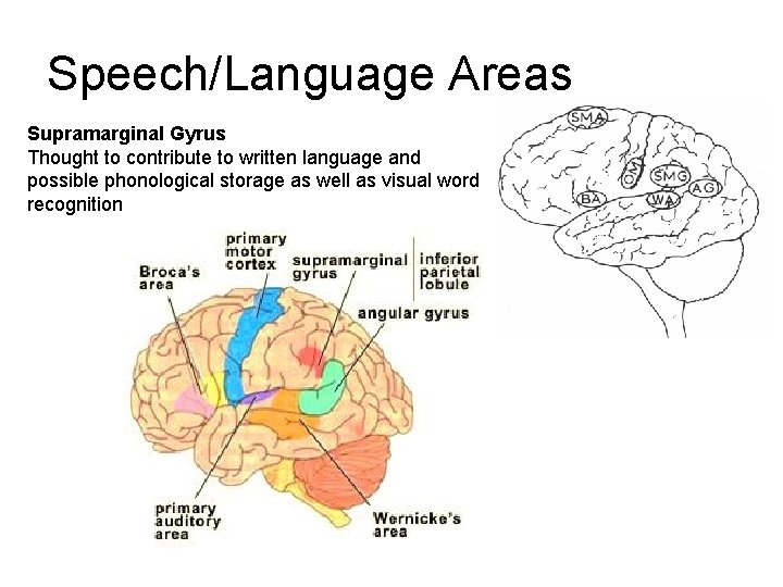 Speech/Language Areas Supramarginal Gyrus Thought to contribute to written language and possible phonological storage Speech/Language Areas Supramarginal Gyrus Thought to contribute to written language and possible phonological storage