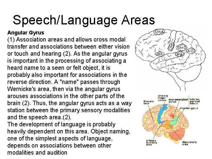 Speech/Language Areas Angular Gyrus (1) Association areas and allows cross modal transfer and associations Speech/Language Areas Angular Gyrus (1) Association areas and allows cross modal transfer and associations