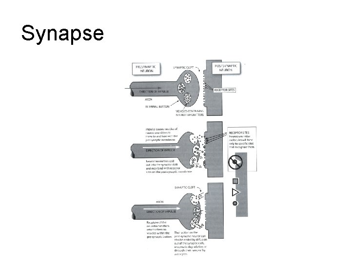 Synapse Synapse