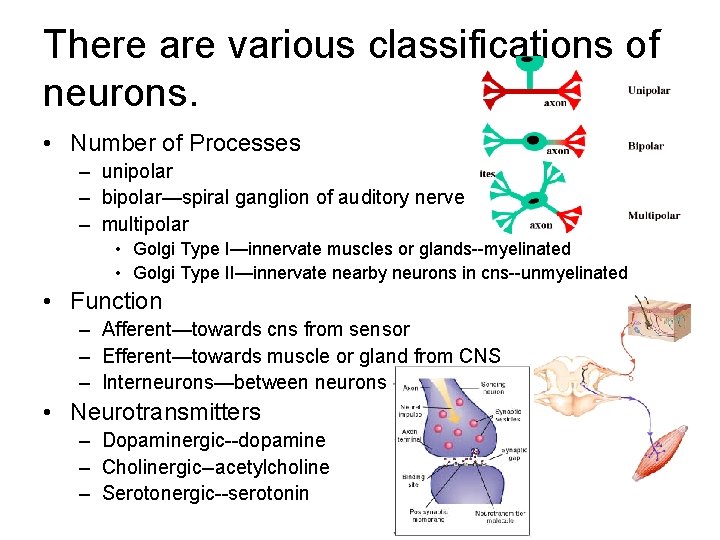 There are various classifications of neurons. • Number of Processes – unipolar – bipolar—spiral There are various classifications of neurons. • Number of Processes – unipolar – bipolar—spiral