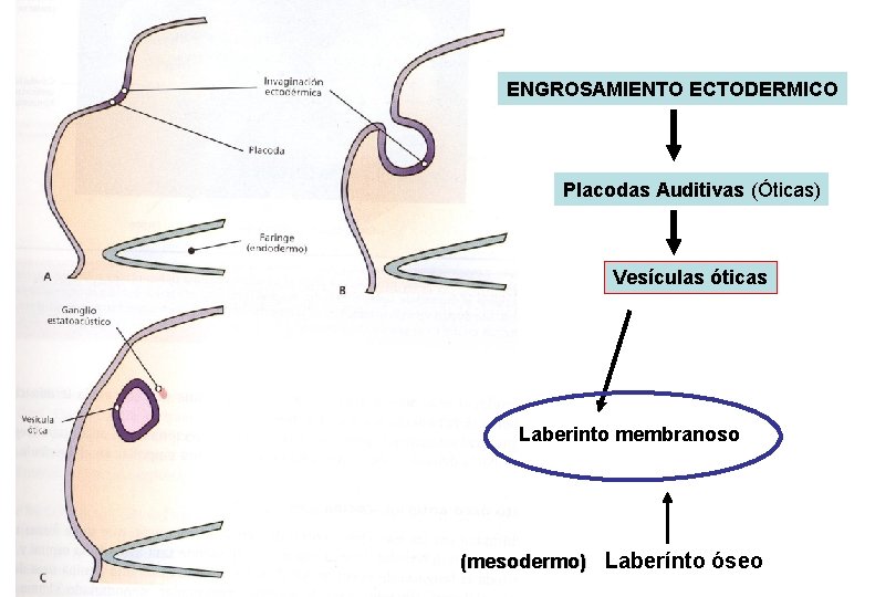 ENGROSAMIENTO ECTODERMICO Placodas Auditivas (Óticas) Vesículas óticas Laberinto membranoso (mesodermo) Laberínto óseo 