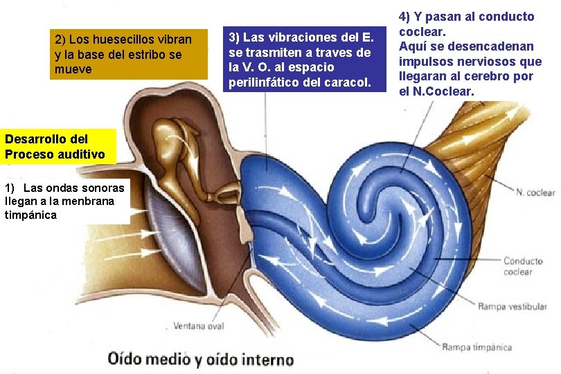 2) Los huesecillos vibran y la base del estribo se mueve Desarrollo del Proceso