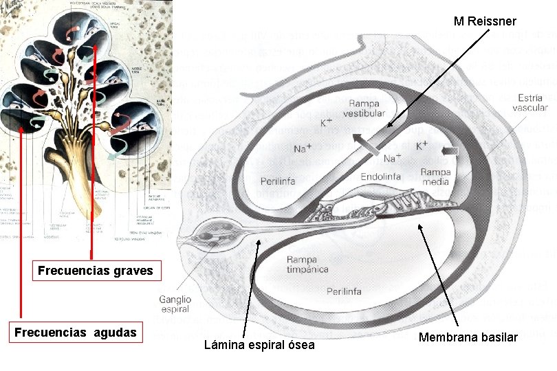 M Reissner Frecuencias graves Frecuencias agudas Lámina espiral ósea Membrana basilar 