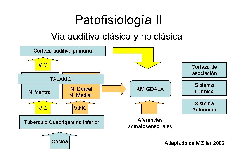 Patofisiología II Vía auditiva clásica y no clásica Corteza auditiva primaria V. C Corteza