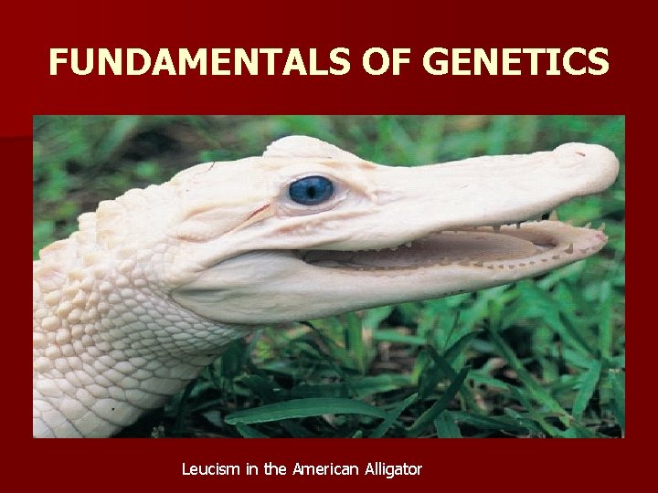 FUNDAMENTALS OF GENETICS Leucism in the American Alligator FUNDAMENTALS OF GENETICS Leucism in the American Alligator