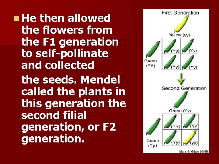 n He then allowed the flowers from the F 1 generation to self-pollinate and n He then allowed the flowers from the F 1 generation to self-pollinate and