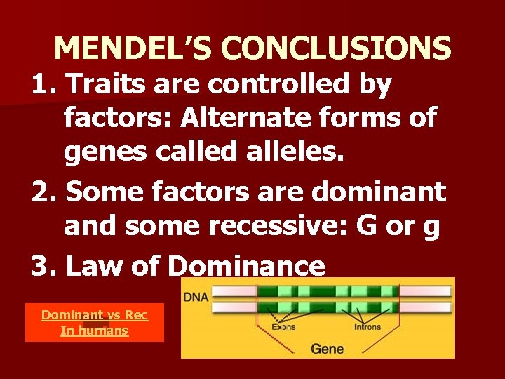 MENDEL’S CONCLUSIONS 1. Traits are controlled by factors: Alternate forms of genes called alleles. MENDEL’S CONCLUSIONS 1. Traits are controlled by factors: Alternate forms of genes called alleles.