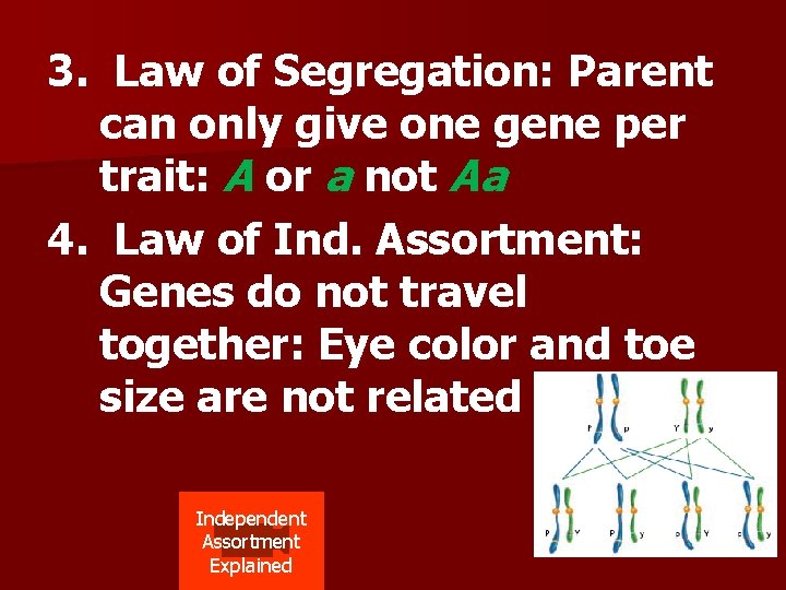 3. Law of Segregation: Parent can only give one gene per trait: A or 3. Law of Segregation: Parent can only give one gene per trait: A or