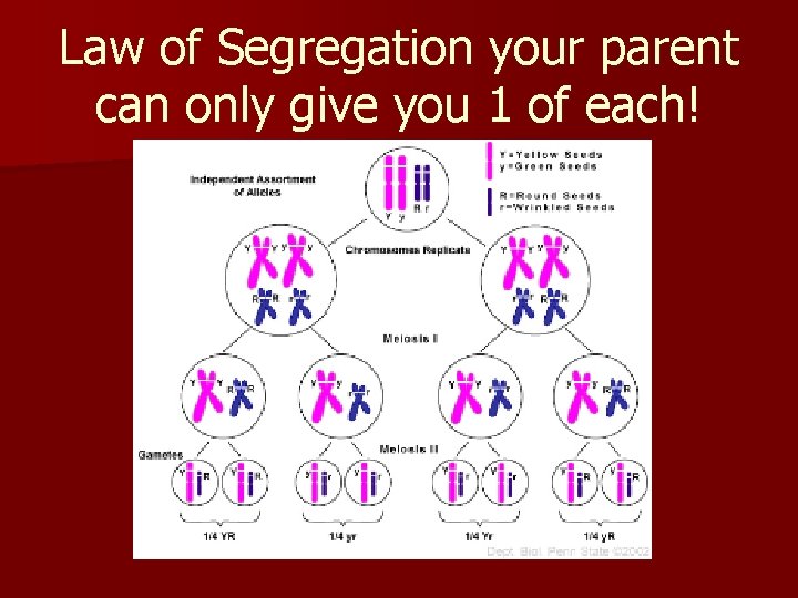 Law of Segregation your parent can only give you 1 of each! Law of Segregation your parent can only give you 1 of each!
