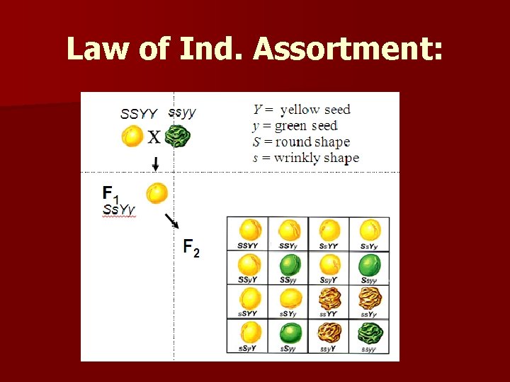 Law of Ind. Assortment: Law of Ind. Assortment: