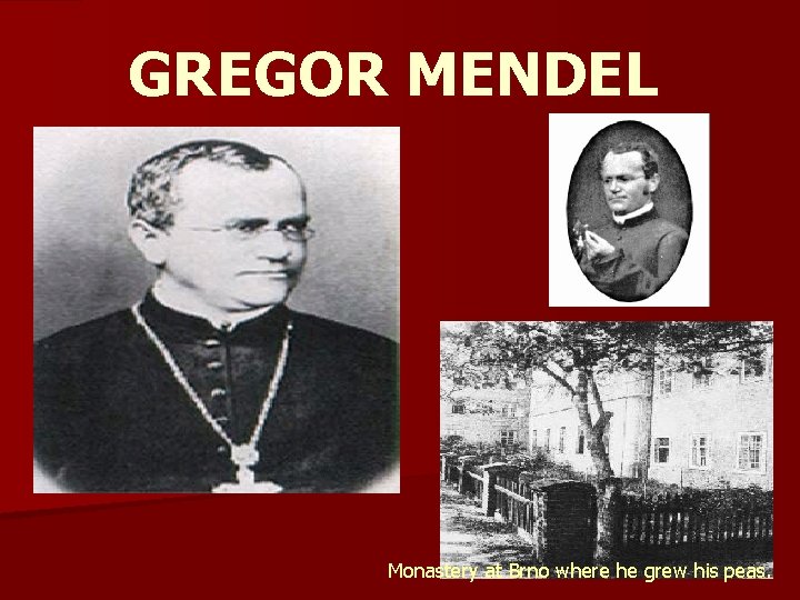 GREGOR MENDEL Monastery at Brno where he grew his peas. GREGOR MENDEL Monastery at Brno where he grew his peas.