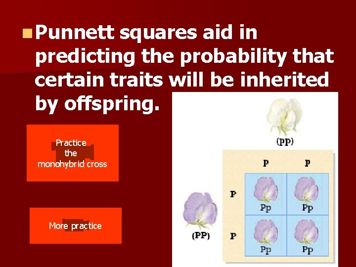 n Punnett squares aid in predicting the probability that certain traits will be inherited n Punnett squares aid in predicting the probability that certain traits will be inherited
