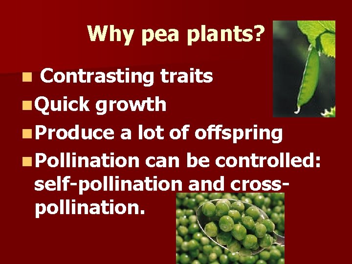 Why pea plants? Contrasting traits n Quick growth n Produce a lot of offspring Why pea plants? Contrasting traits n Quick growth n Produce a lot of offspring