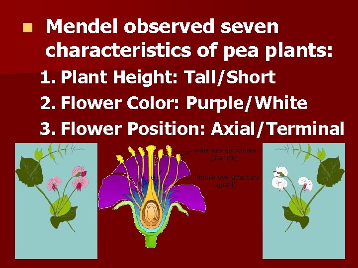 n Mendel observed seven characteristics of pea plants: 1. Plant Height: Tall/Short 2. Flower n Mendel observed seven characteristics of pea plants: 1. Plant Height: Tall/Short 2. Flower