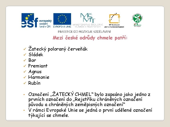 Slide 2…atd Mezi české odrůdy chmele patří: ü ü ü ü Žatecký poloraný červeňák