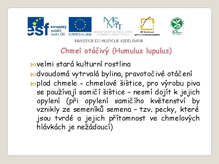 Slide 2…atd Chmel otáčivý (Humulus lupulus) velmi stará kulturní rostlina dvoudomá vytrvalá bylina, pravotočivé