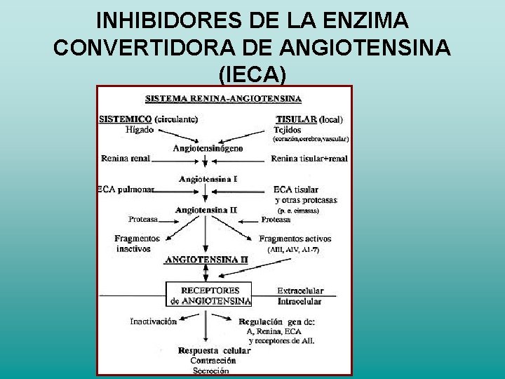 INHIBIDORES DE LA ENZIMA CONVERTIDORA DE ANGIOTENSINA (IECA) INHIBIDORES DE LA ENZIMA CONVERTIDORA DE ANGIOTENSINA (IECA)