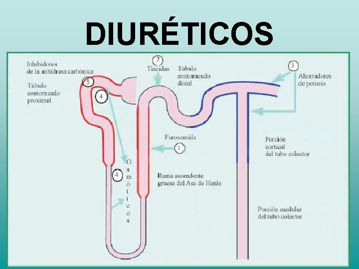 DIURÉTICOS DIURÉTICOS