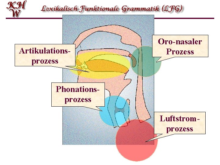 Artikulationsprozess Oro-nasaler Prozess Phonationsprozess Luftstromprozess 