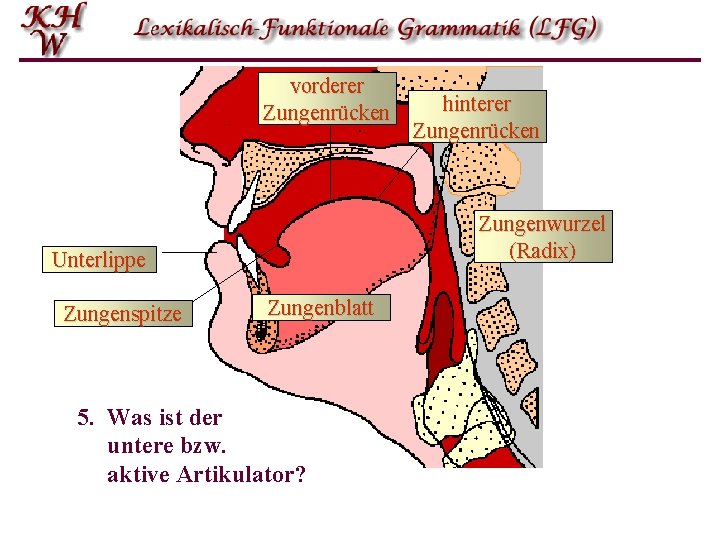 vorderer Zungenrücken Zungenwurzel (Radix) Unterlippe Zungenspitze hinterer Zungenrücken Zungenblatt 5. Was ist der untere