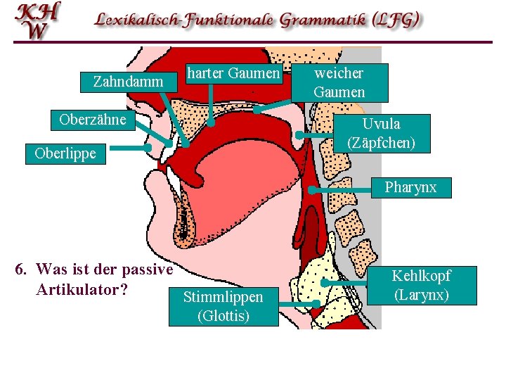 Zahndamm harter Gaumen Oberzähne weicher Gaumen Uvula (Zäpfchen) Oberlippe Pharynx 6. Was ist der Zahndamm harter Gaumen Oberzähne weicher Gaumen Uvula (Zäpfchen) Oberlippe Pharynx 6. Was ist der