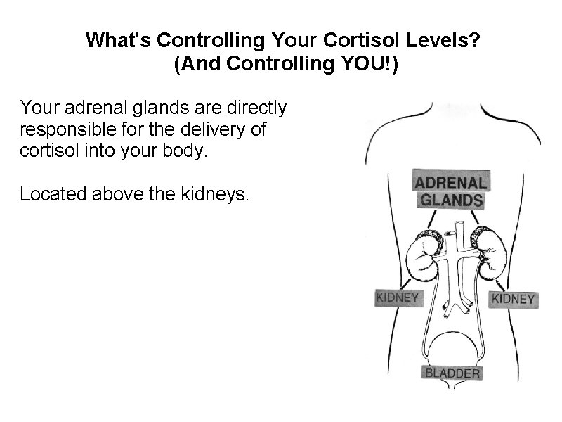 What's Controlling Your Cortisol Levels? (And Controlling YOU!) Your adrenal glands are directly responsible