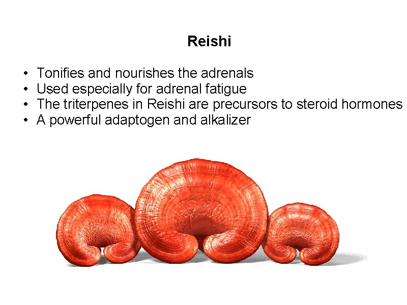 Reishi • • Tonifies and nourishes the adrenals Used especially for adrenal fatigue The