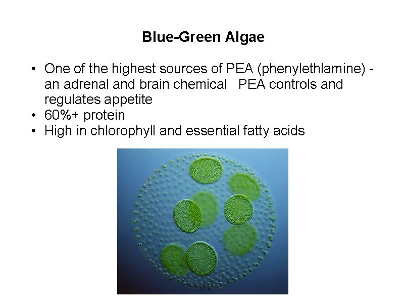 Blue-Green Algae • One of the highest sources of PEA (phenylethlamine) - an adrenal