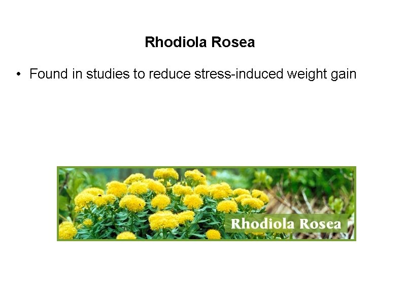 Rhodiola Rosea • Found in studies to reduce stress-induced weight gain 