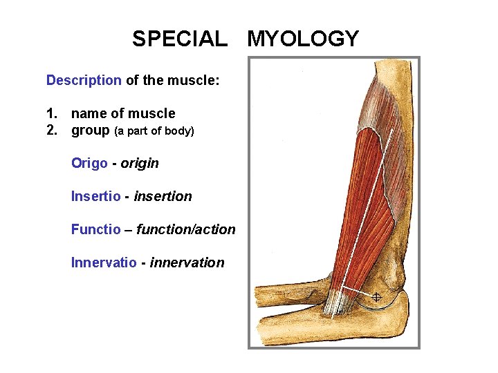 SPECIAL MYOLOGY Description of the muscle: 1. name of muscle 2. group (a part