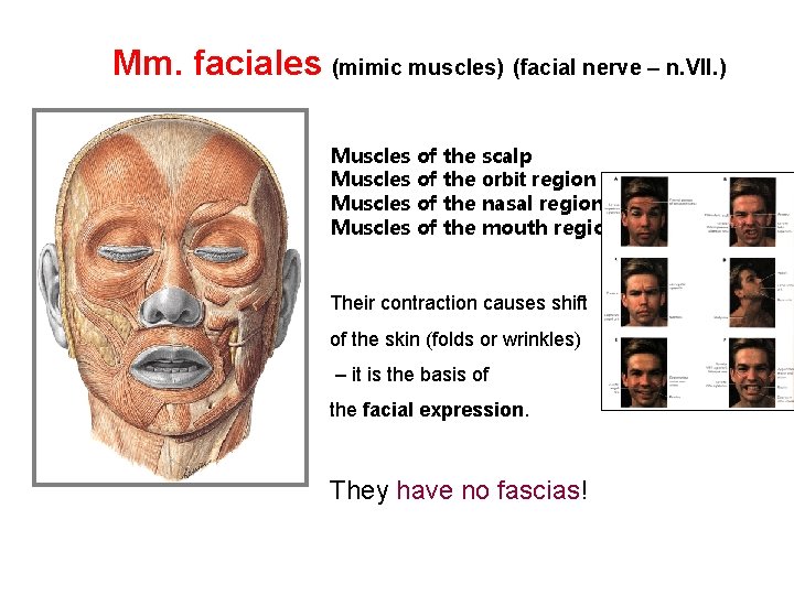 Mm. faciales (mimic muscles) (facial nerve – n. VII. ) Muscles of the scalp