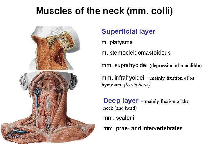 Muscles of the neck (mm. colli) Superficial layer m. platysma m. sternocleidomastoideus mm. suprahyoidei