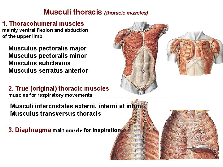 Musculi thoracis (thoracic muscles) 1. Thoracohumeral muscles mainly ventral flexion and abduction of the