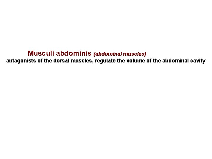 Musculi abdominis (abdominal muscles) antagonists of the dorsal muscles, regulate the volume of the