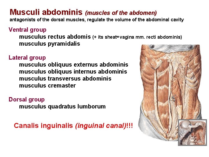 Musculi abdominis (muscles of the abdomen) antagonists of the dorsal muscles, regulate the volume