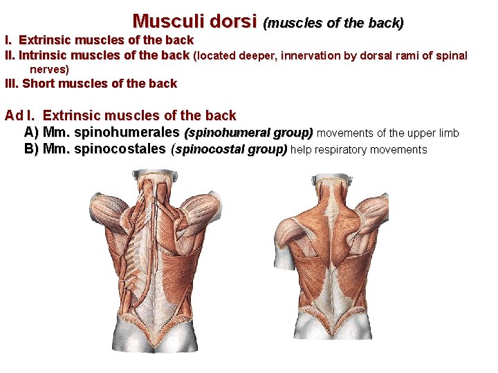 Musculi dorsi (muscles of the back) I. Extrinsic muscles of the back II. Intrinsic