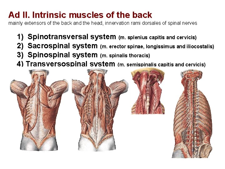 Ad II. Intrinsic muscles of the back mainly extensors of the back and the