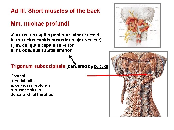 Ad III. Short muscles of the back Mm. nuchae profundi a) m. rectus capitis