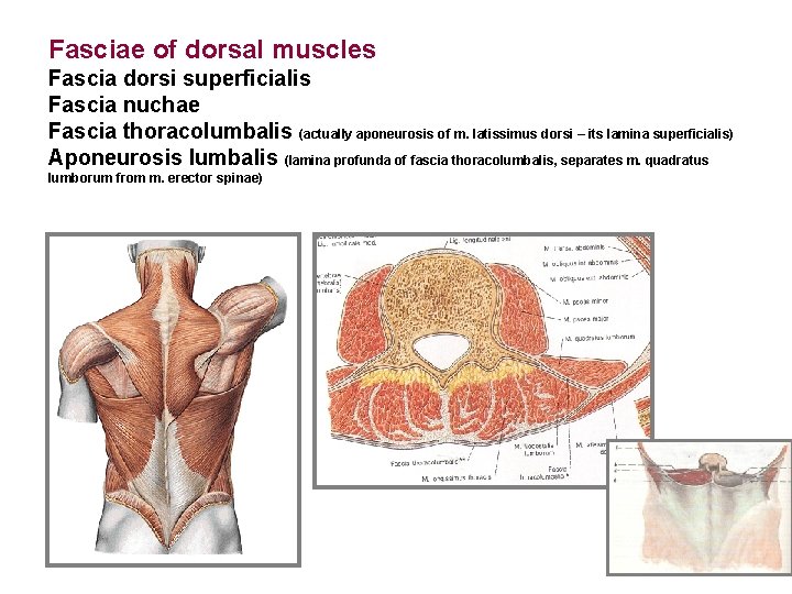 Fasciae of dorsal muscles Fascia dorsi superficialis Fascia nuchae Fascia thoracolumbalis (actually aponeurosis of