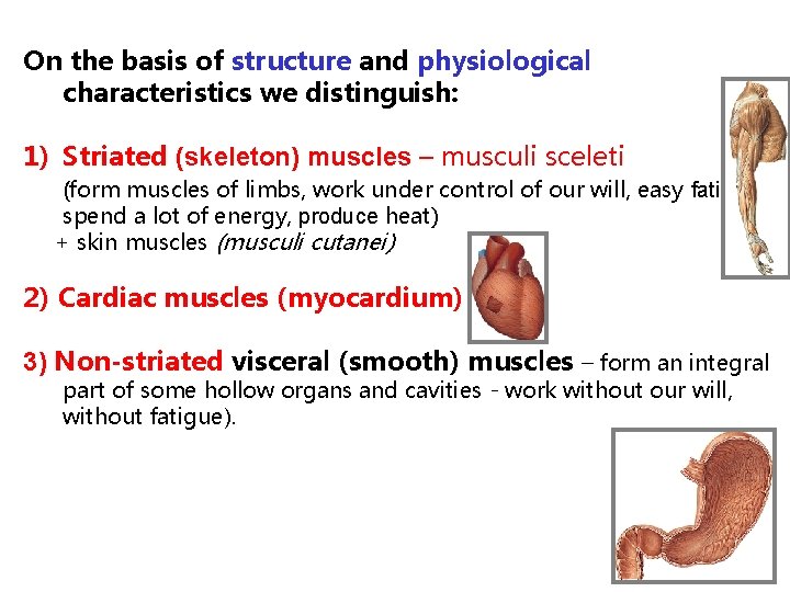 On the basis of structure and physiological characteristics we distinguish: 1) Striated (skeleton) muscles