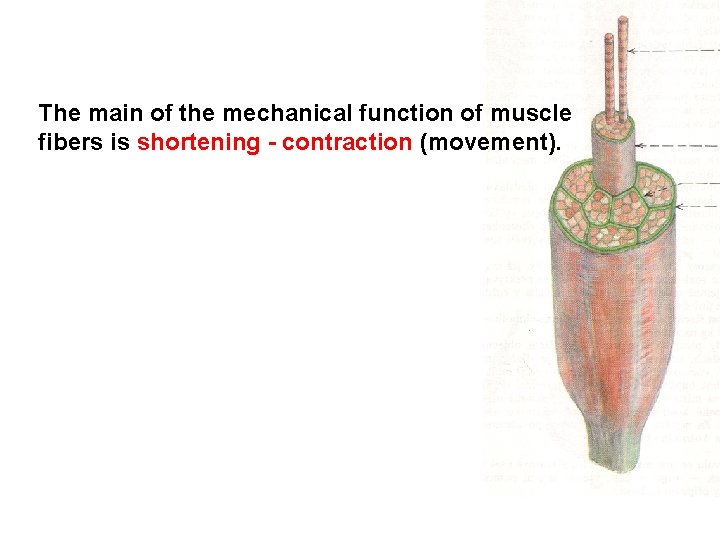 The main of the mechanical function of muscle fibers is shortening - contraction (movement).