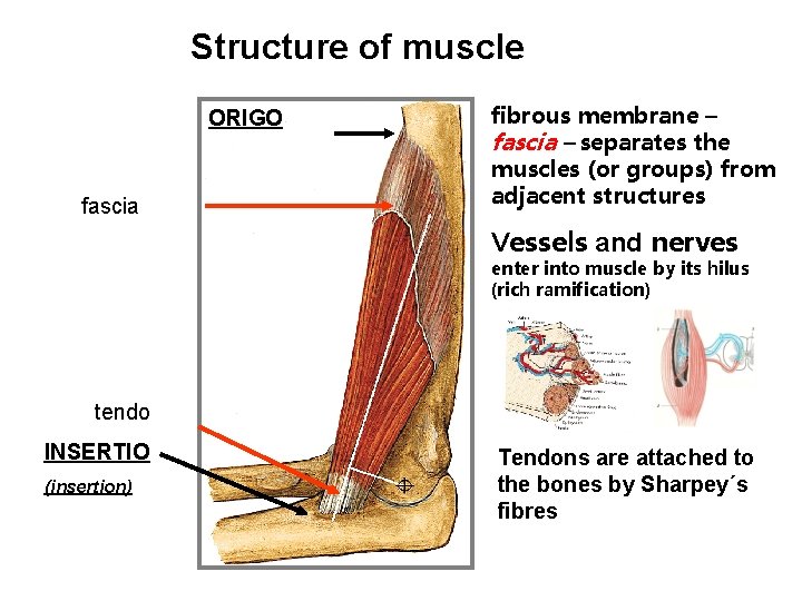 Structure of muscle ORIGO fascia fibrous membrane – fascia – separates the muscles (or