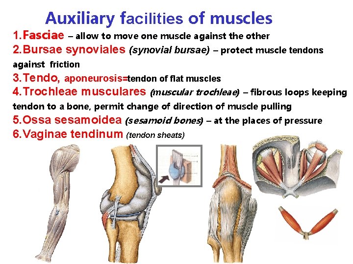 Auxiliary facilities of muscles 1. Fasciae – allow to move one muscle against the