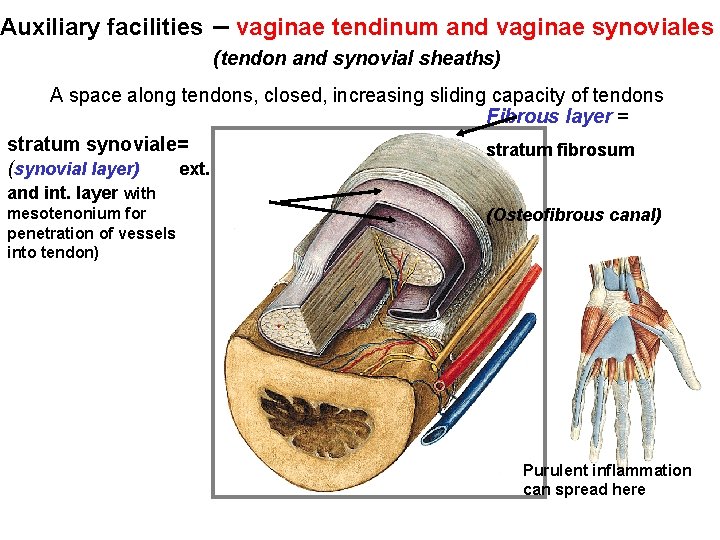 Auxiliary facilities – vaginae tendinum and vaginae synoviales (tendon and synovial sheaths) A space