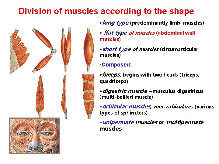 Division of muscles according to the shape • long type (predominantly limb muscles) •