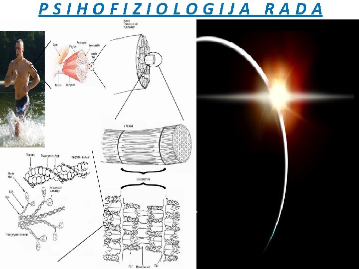 PSIHOFIZIOLOGIJA RADA 